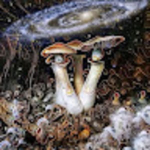 Meet your Posher, Shawn